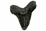 Bargain, Fossil Megalodon Tooth - North Carolina #349383-1